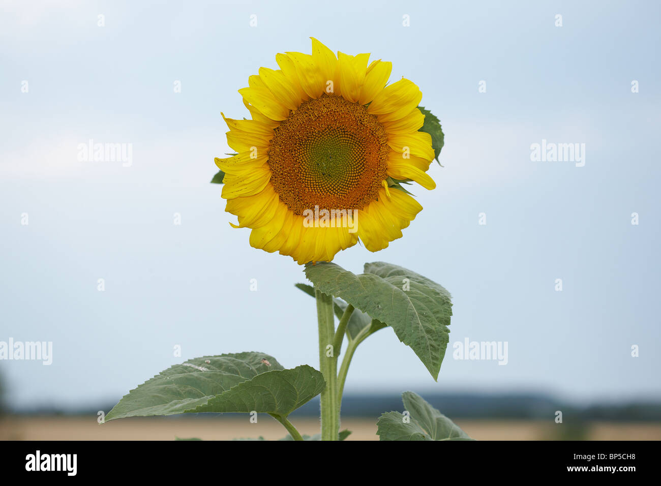 Closeup of sunflower in field Stock Photo - Alamy