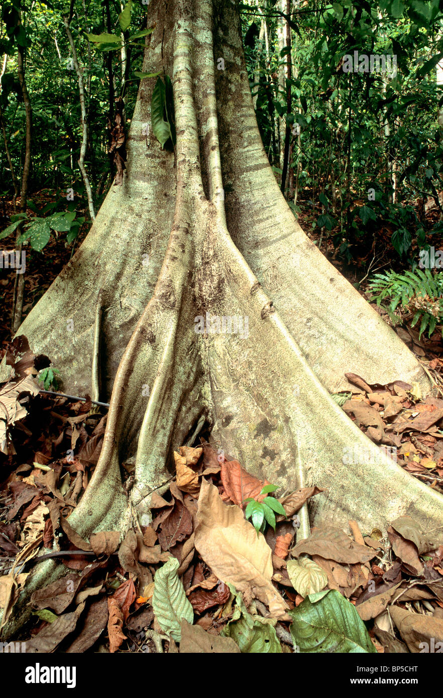 Ceiba Buttress roots Stock Photo