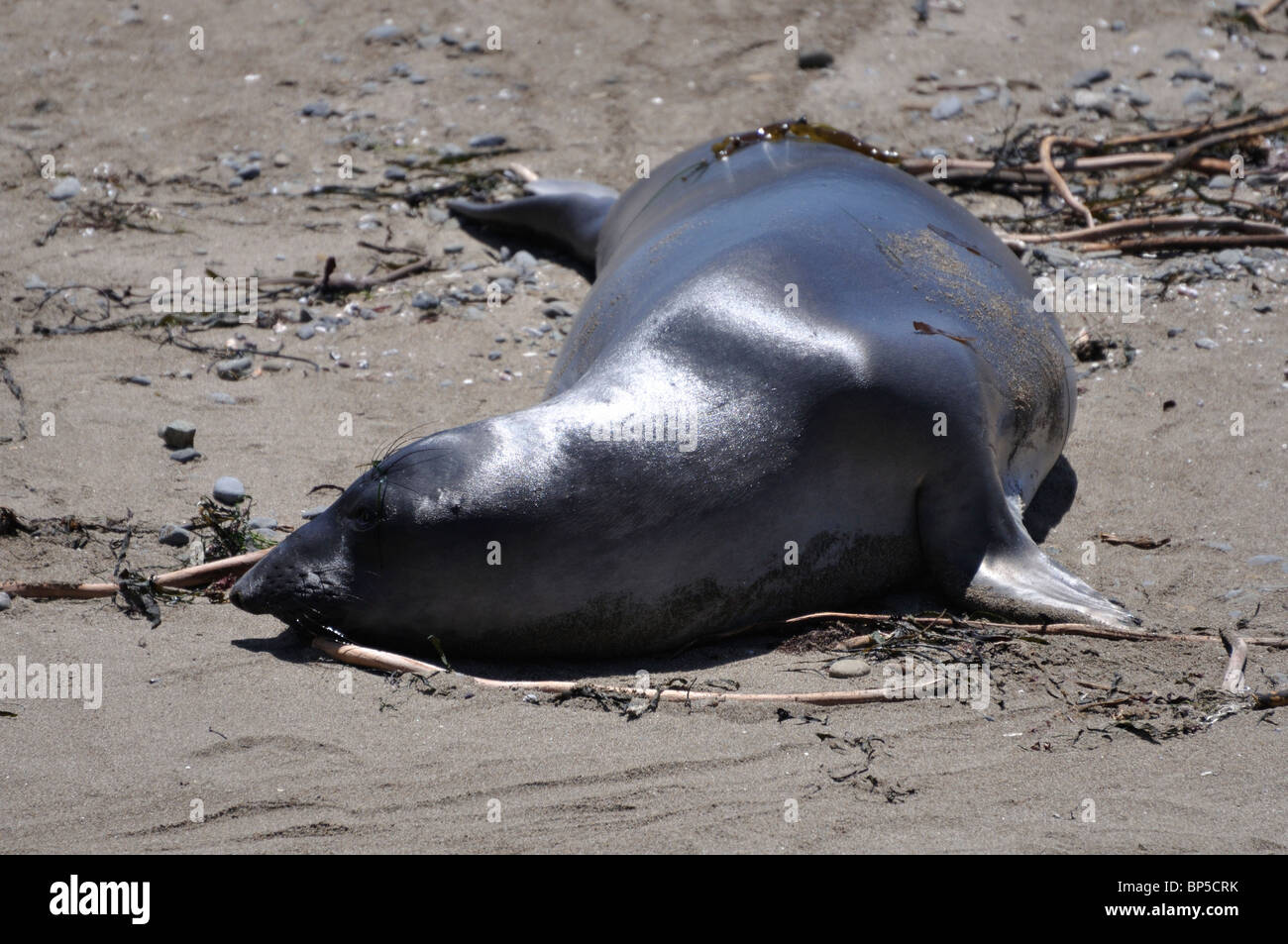 Elephant seals colony during molting period, Piedras Blancas beach ...
