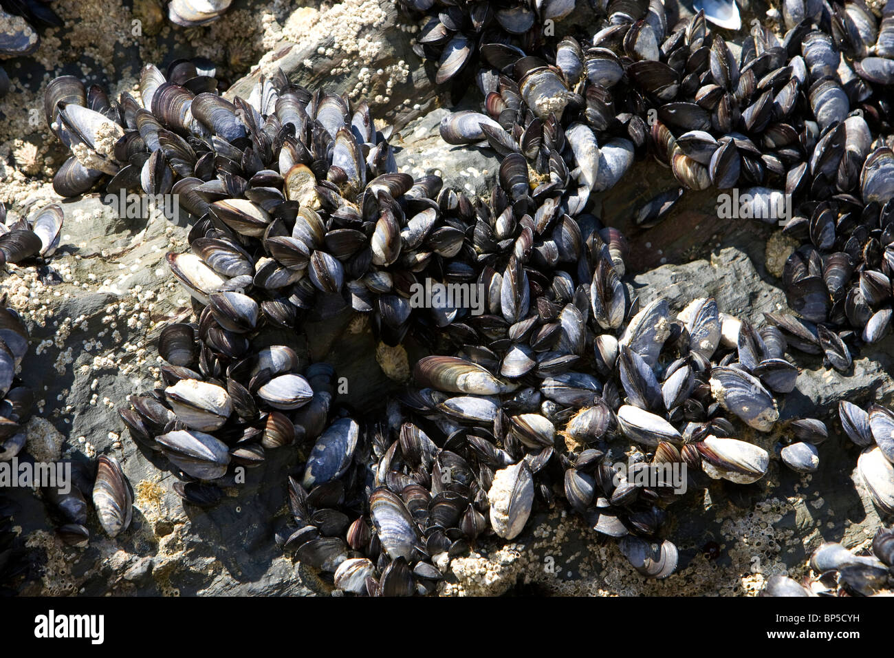 Shellfish Growing On Rocks High Resolution Stock Photography and Images ...