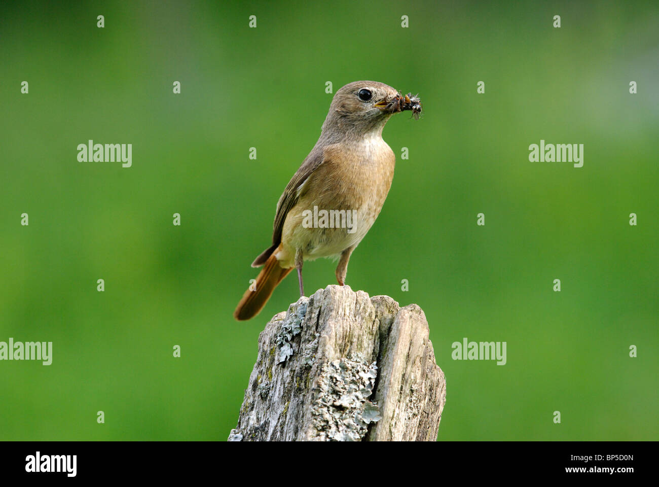 Female Redstart  (Phoenicurus phoenicurus) Stock Photo