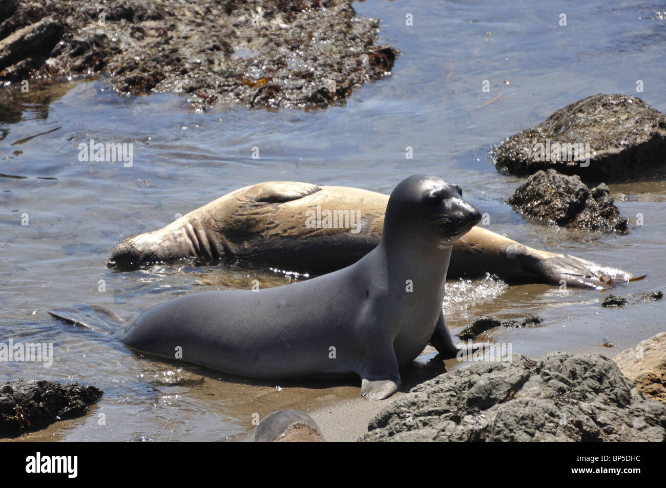 Elephant seals (Mirounga angustirostris), Piedras Blancas beach ...
