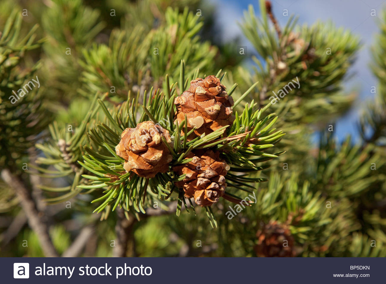Pinyon Pine Pinus edulis new cones Utah Stock Photo 30853305 Alamy