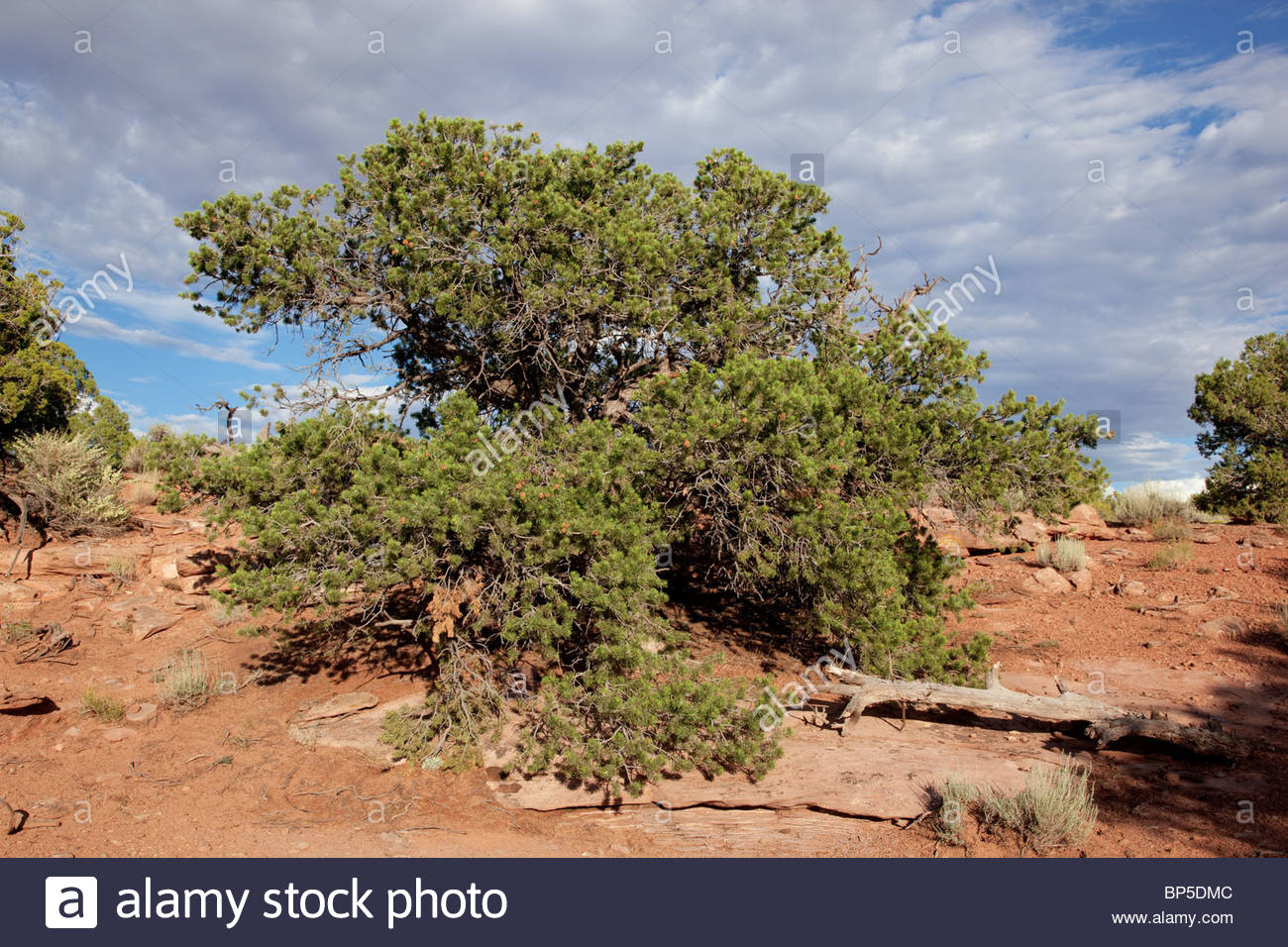 Pinyon High Resolution Stock Photography and Images Alamy