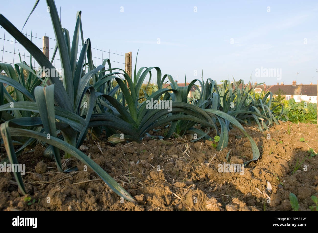 Leeks Plot Row of mature leeks (Allium ampeloprasum var. porrum) growing on an ...