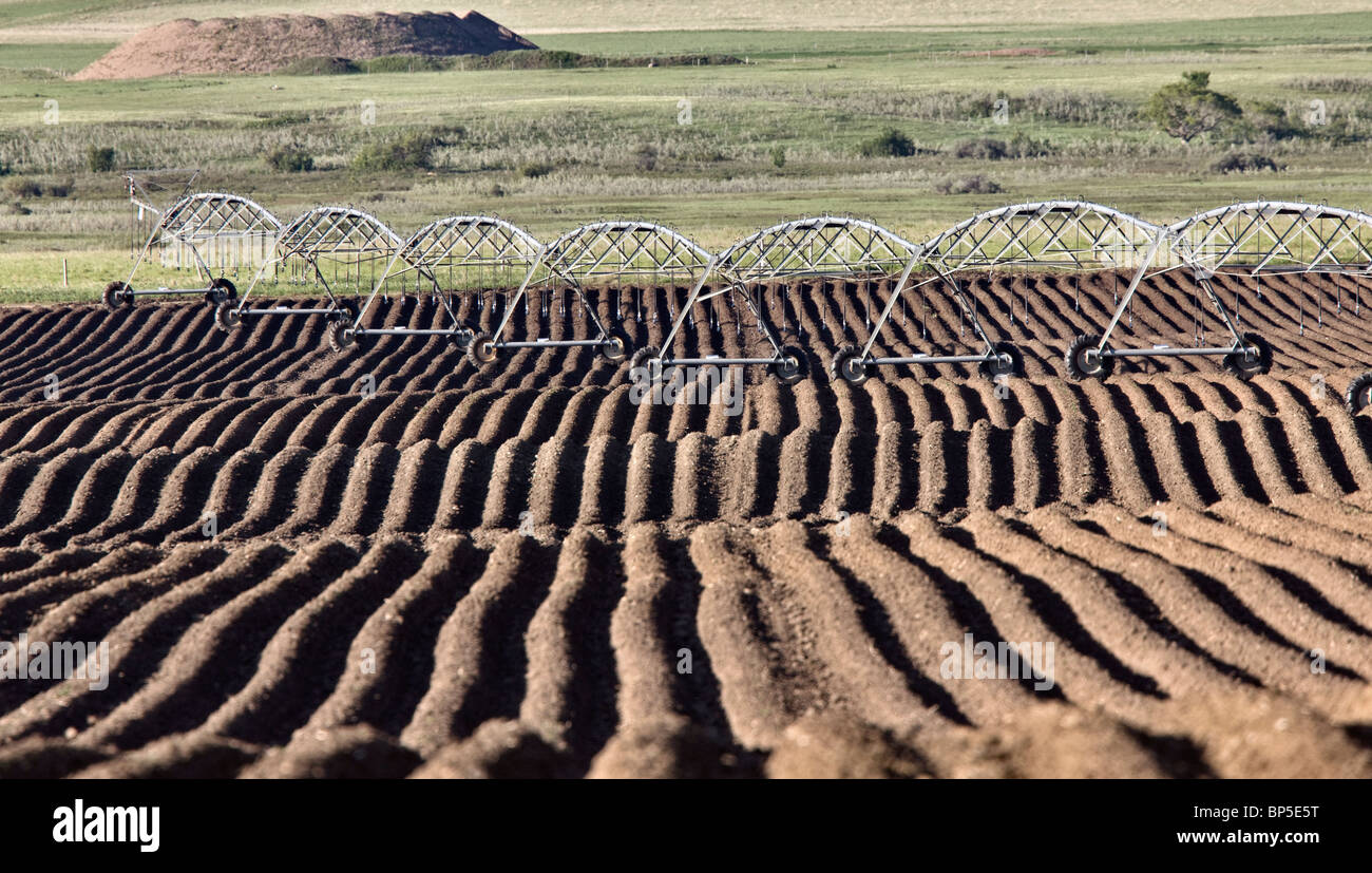 Farming Rows seeds plalnted Canada irrigation sprinklers Stock Photo