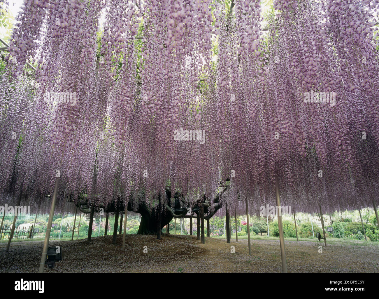 Wisteria Japan Hi Res Stock Photography And Images Alamy