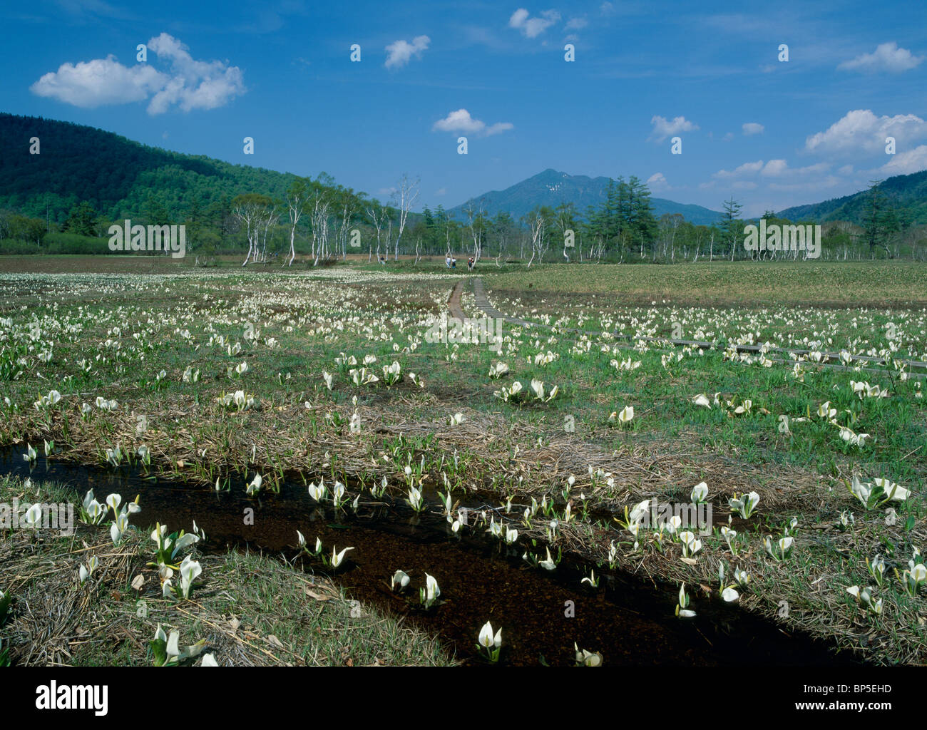 japan-flower-national-park-not-aflica-hi-res-stock-photography-and