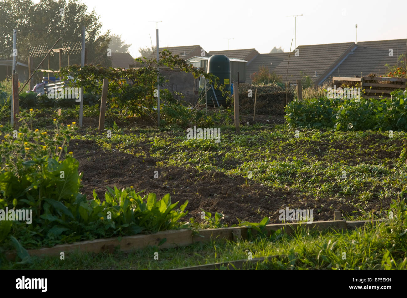 Crop of green manure growing on an allotment plot with tiled roofs in the background Stock Photo