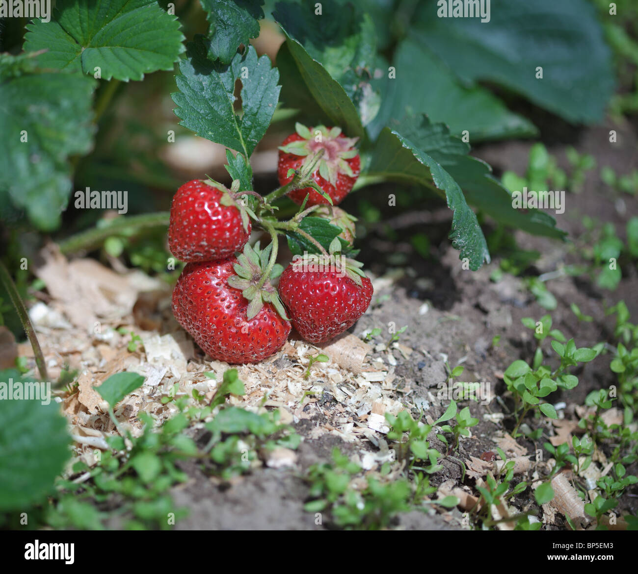 Ripe berries of a strawberry on a bed among foliage Stock Photo - Alamy