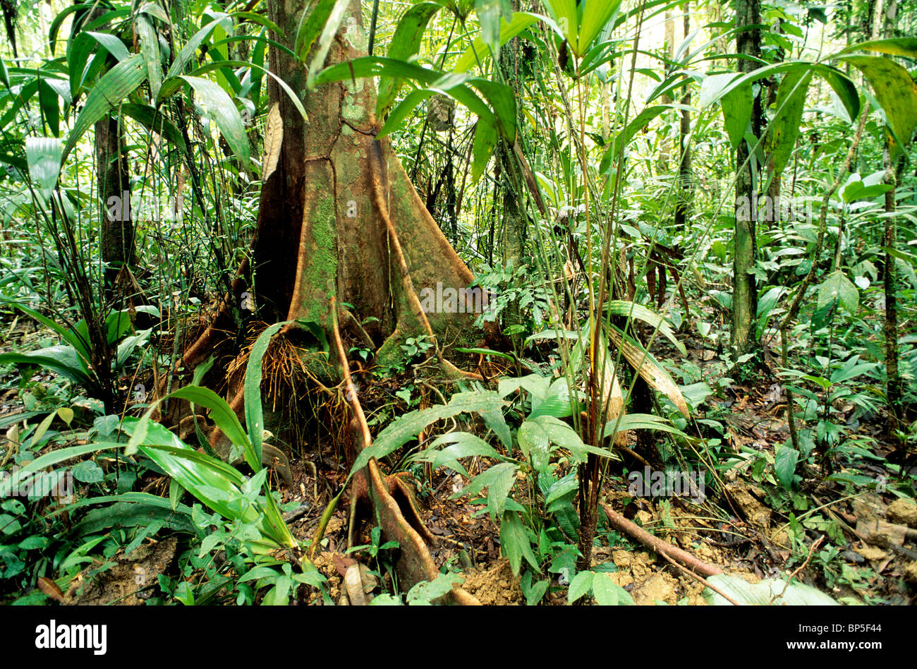 Ceiba Buttress roots. Stock Photo