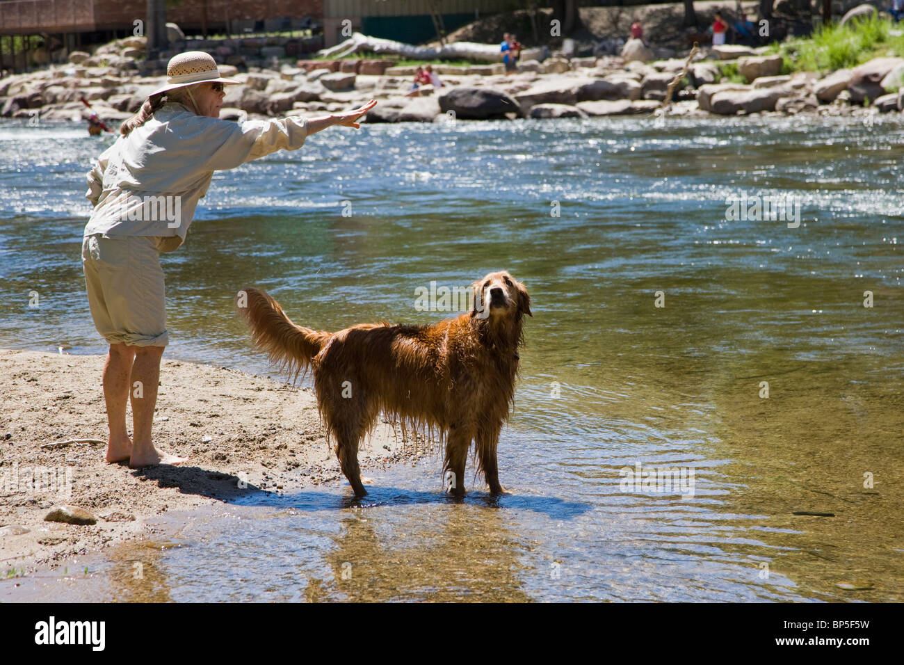 Woman throwing a stick for her Golden Retriever dog to fetch in the Arkansas River, Salida
