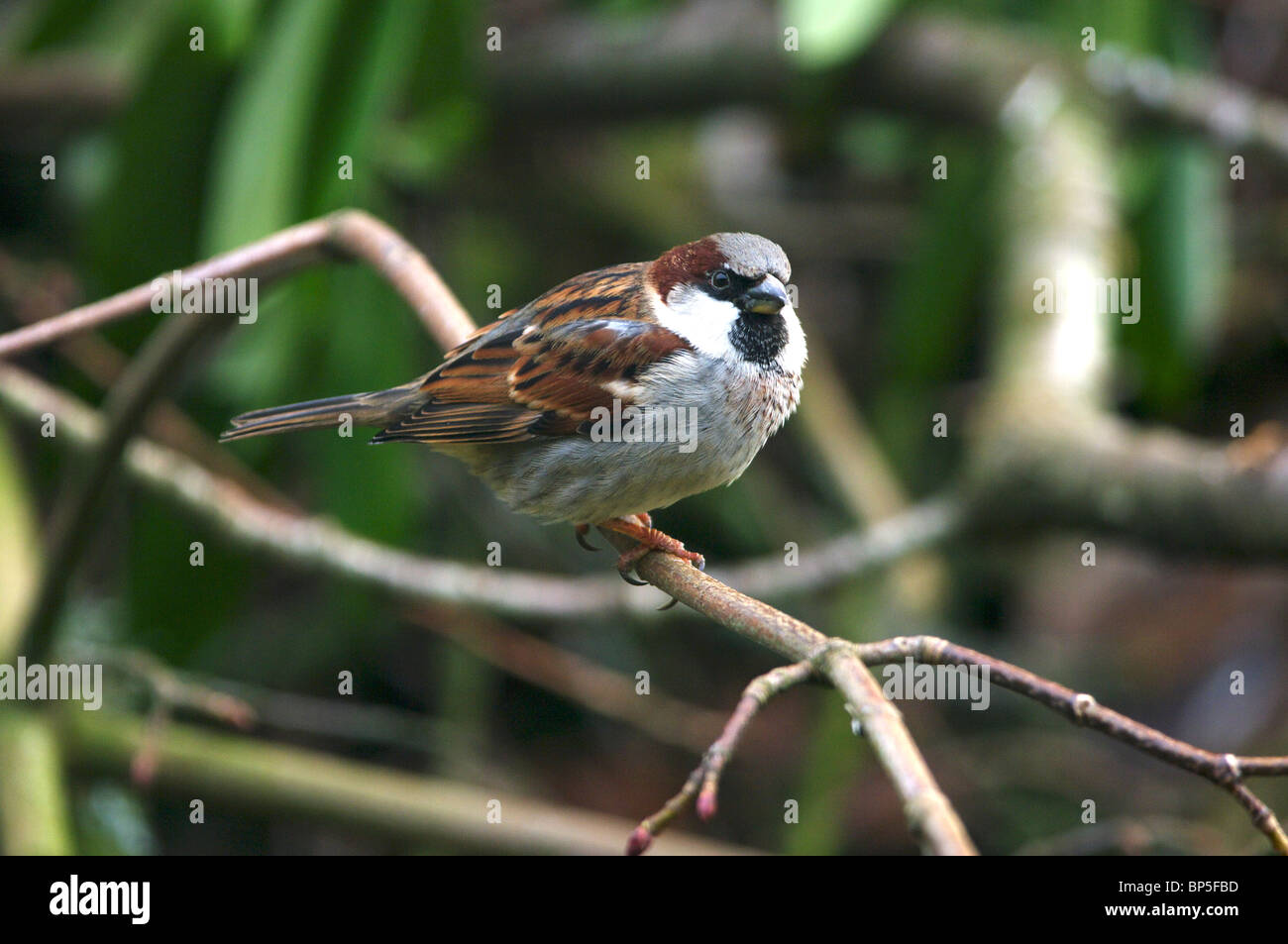 male House Sparrow (Passer domesticus) Stock Photo