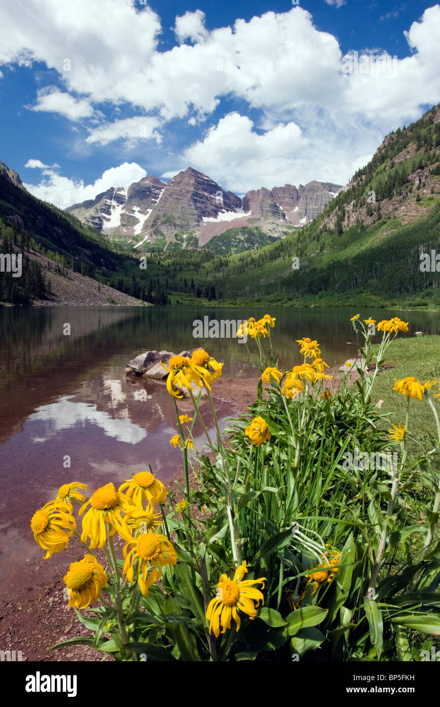 Sunflowers grow in a meadow along the Maroon Lake, North (14014') and South (14,156') Maroon Peaks, Maroon Bells Snowmass Stock Photo