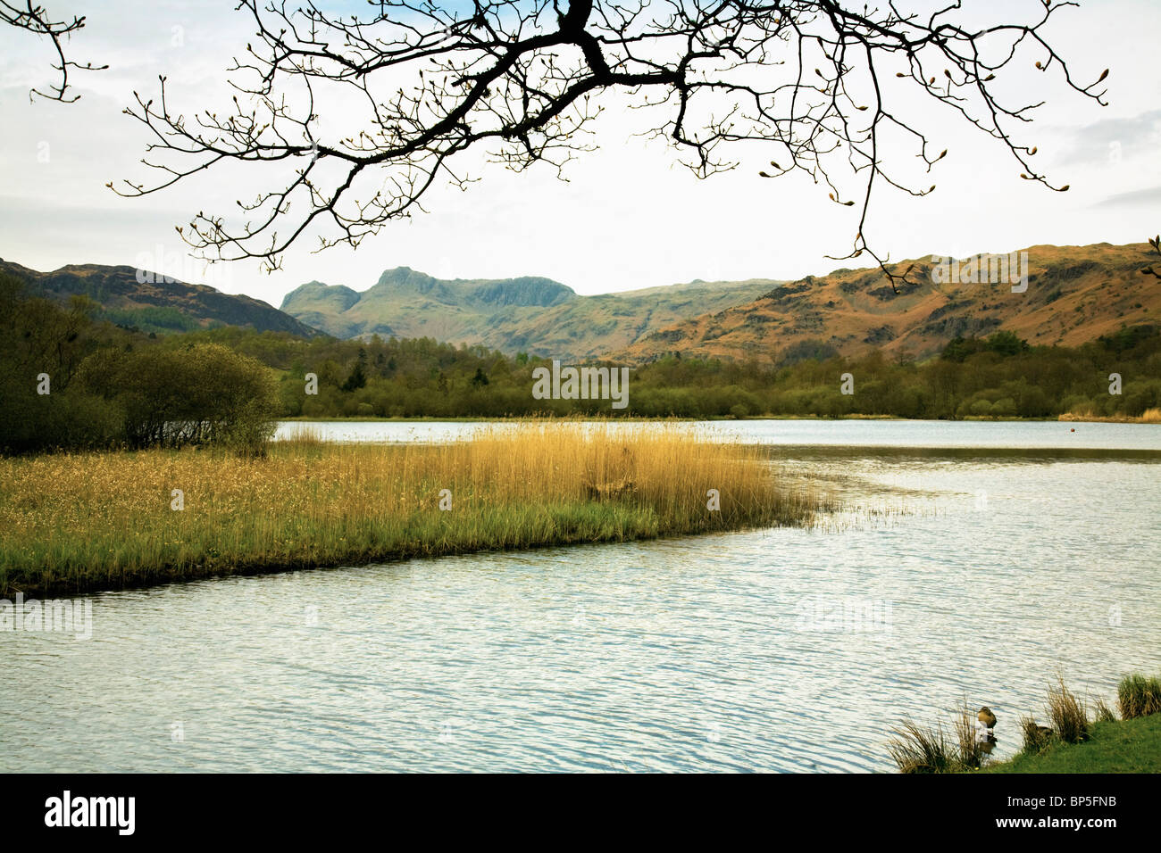 Elterwater, Cumbria, England; Reeds Along The Shoreline Surrounded By Mountains Stock Photo