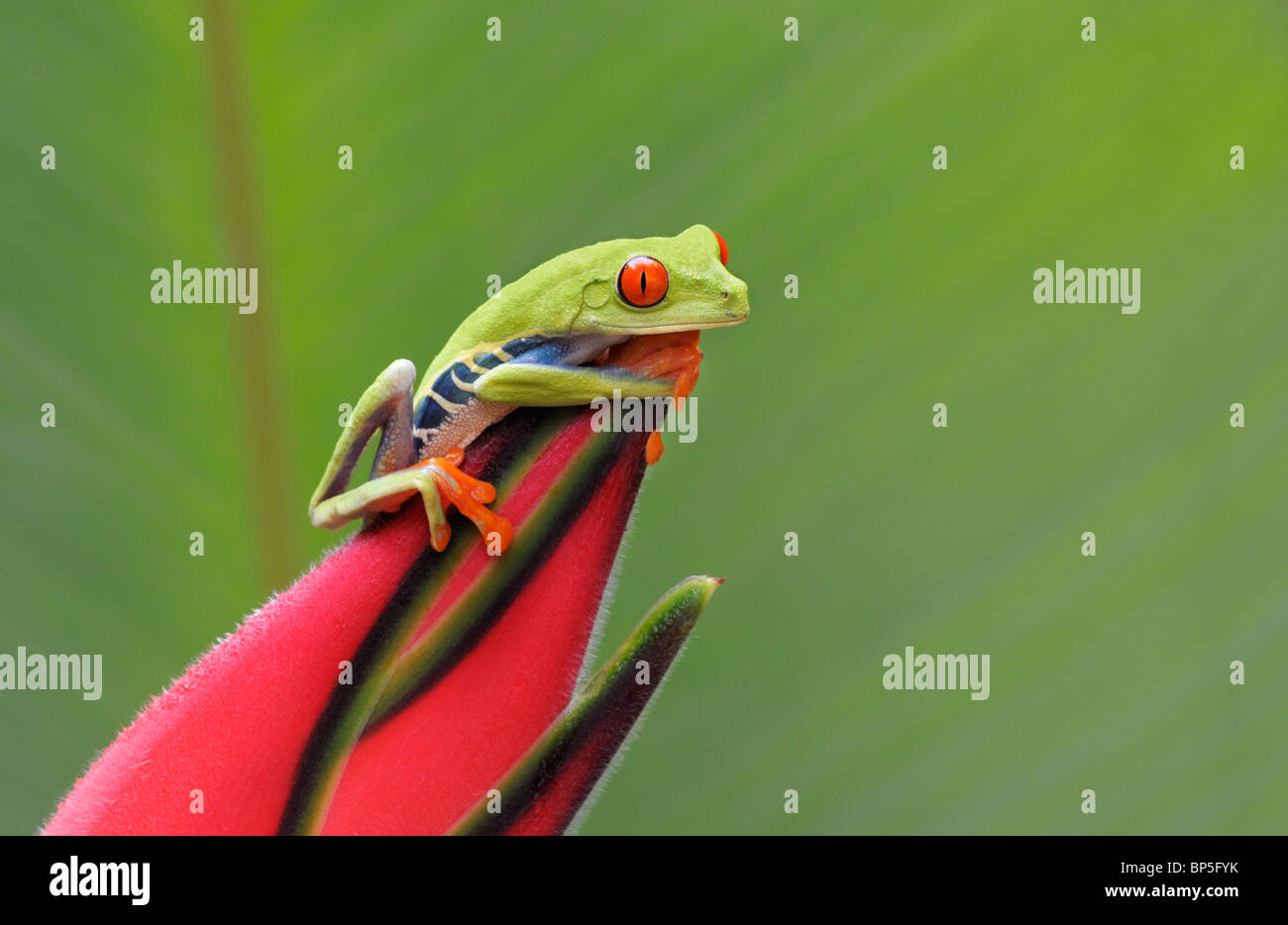 Red-eyed Tree Frog, Agalychnis callidryas, on a heliconia flower, Chilamate, Costa Rica. Stock Photo