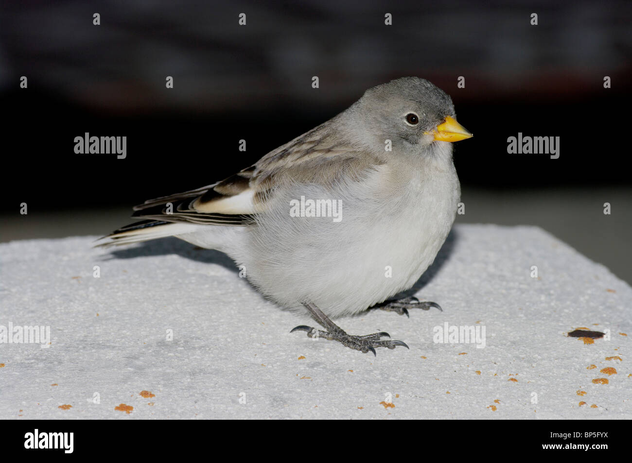 Snow Finch (Montifringilla nivalis) - juvenile Stock Photo