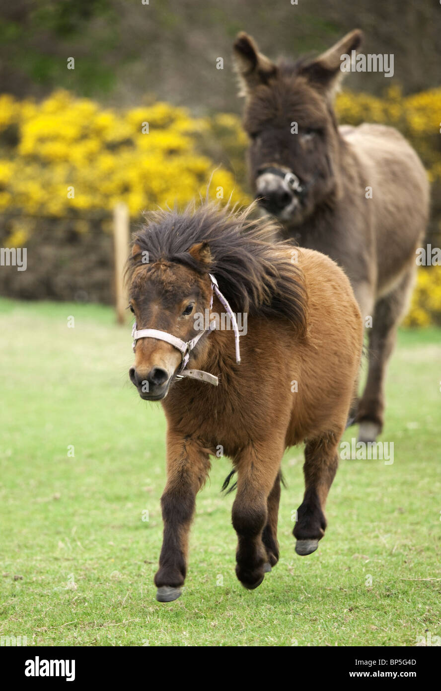 Northumberland, England; Two Ponies Running In A Field Stock Photo - Alamy