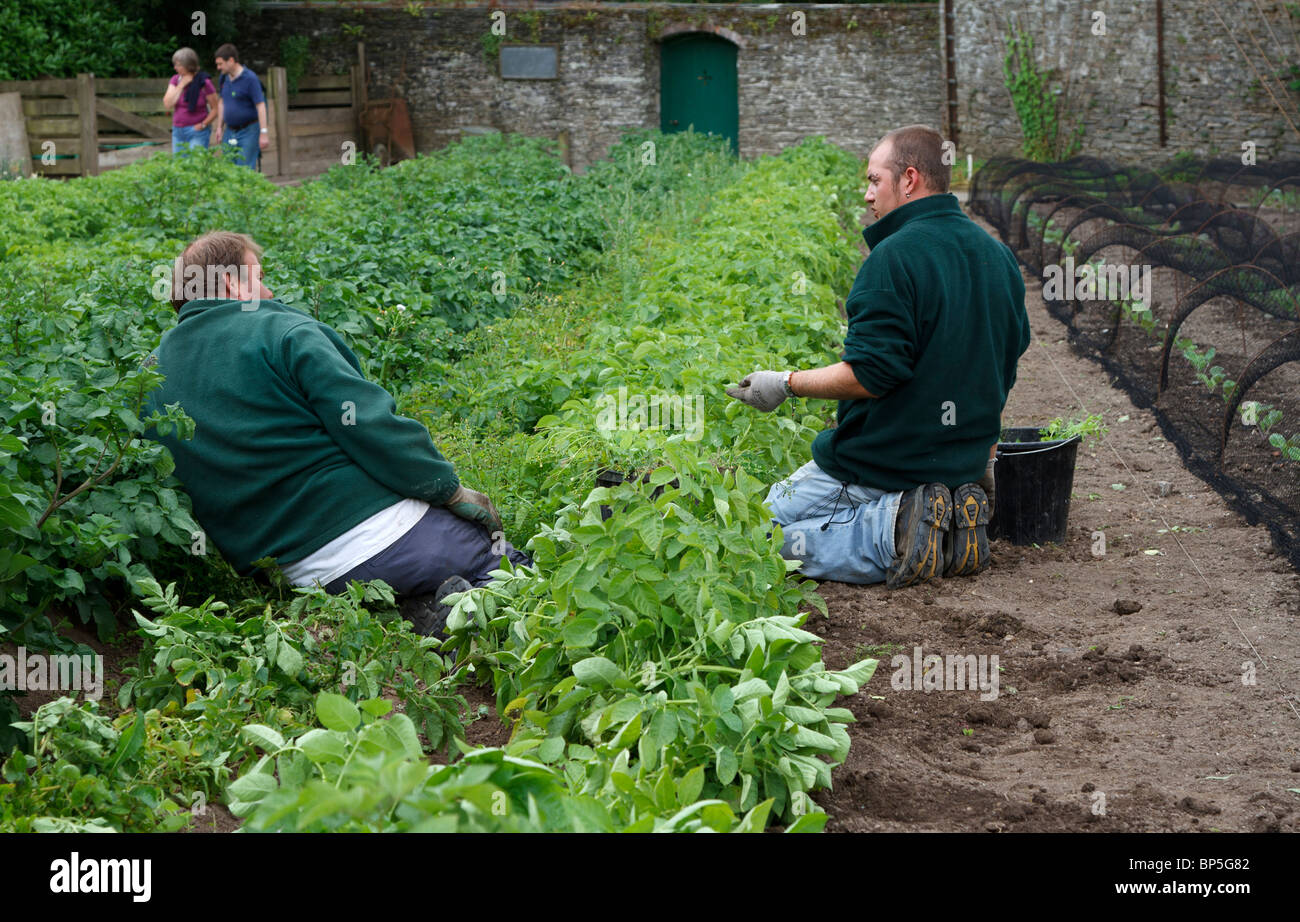 Gardeners pause while weeding vegetable beds Stock Photo
