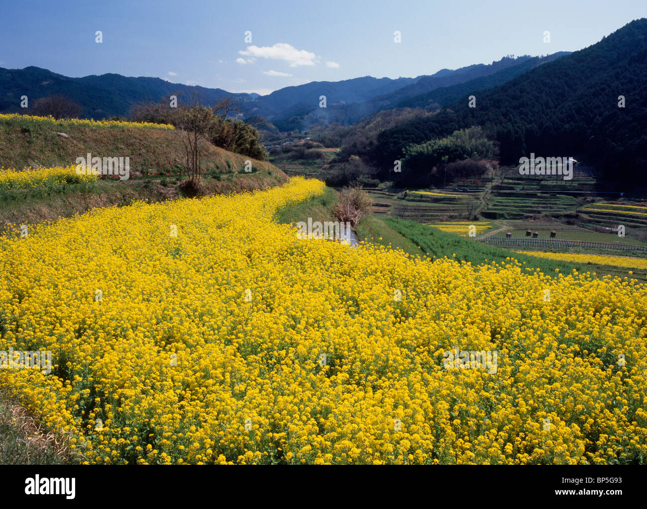 Rape Blossoms, Asuka, Takaichi, Nara, Japan Stock Photo - Alamy