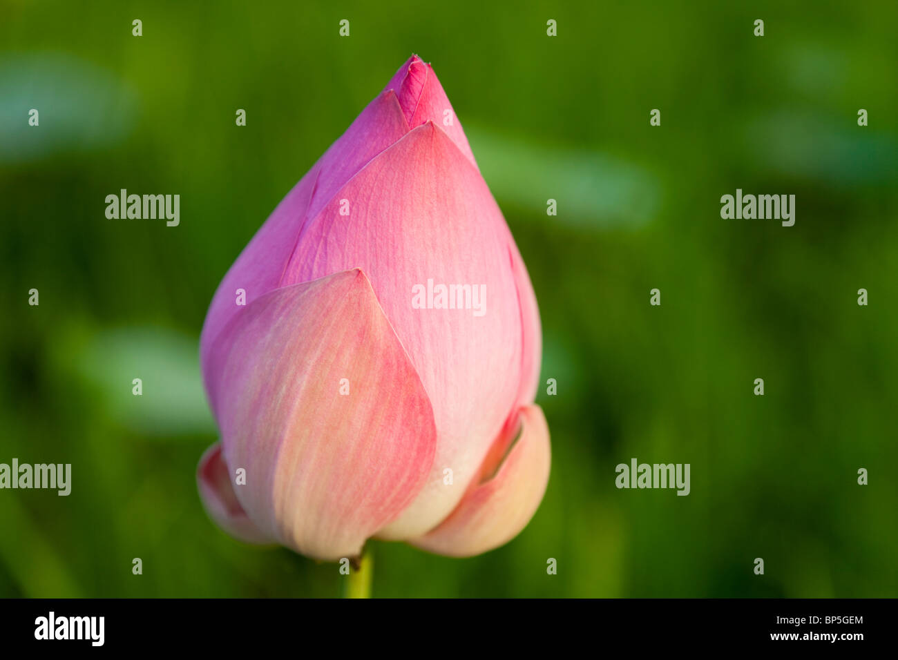 Close up of a closed pink lotus flower bud - Kandal Province, Cambodia Stock Photo