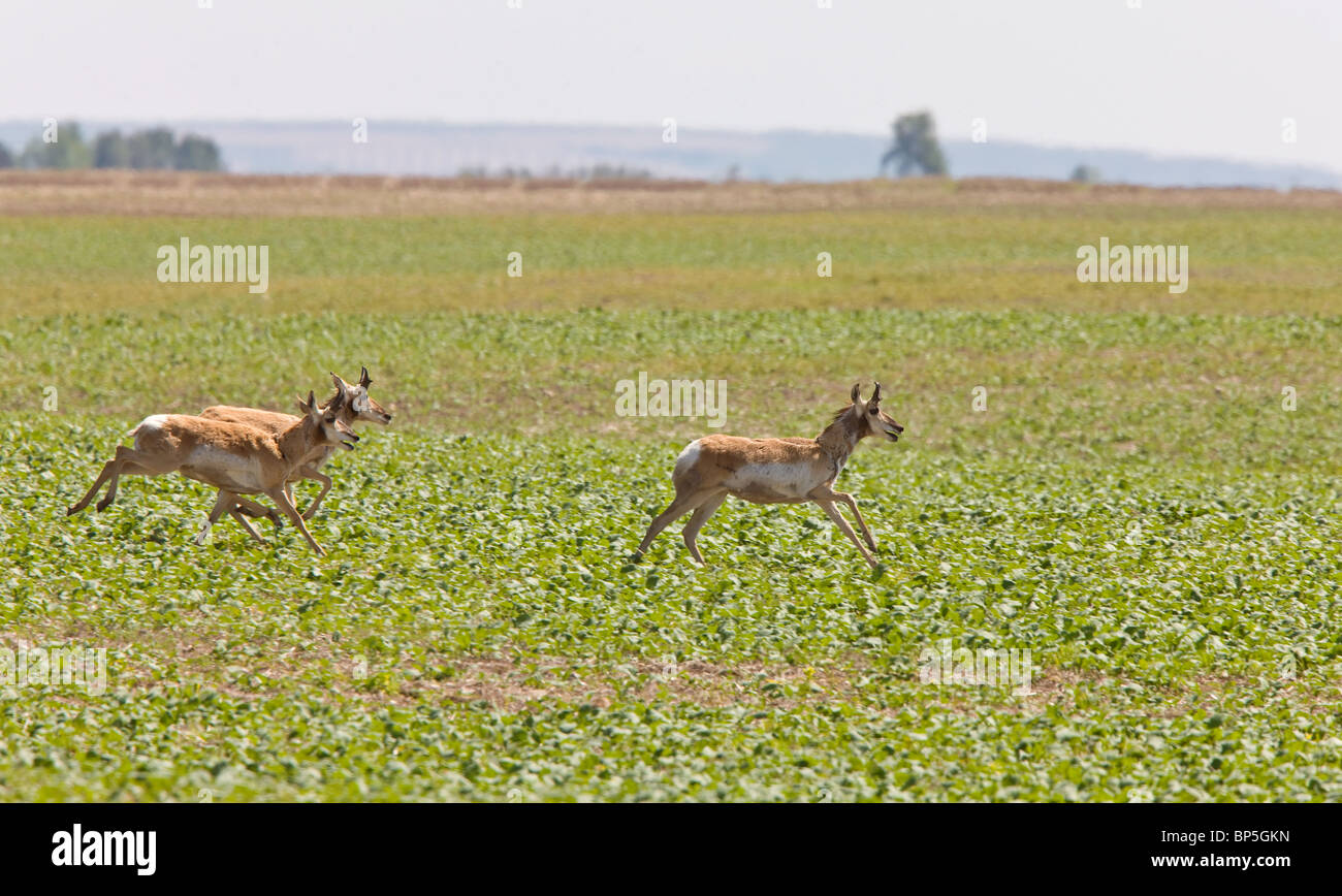 Pronghorn Antelope Running