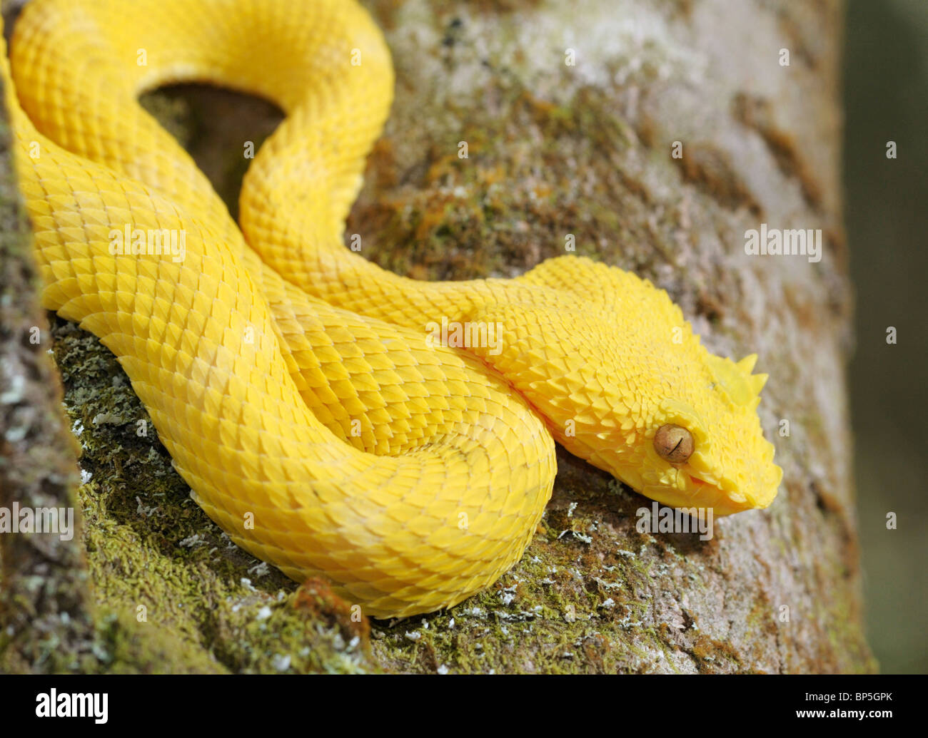 Eyelash viper, Bothriechis schlegelii, Arenal National Park, Costa Rica Stock Photo