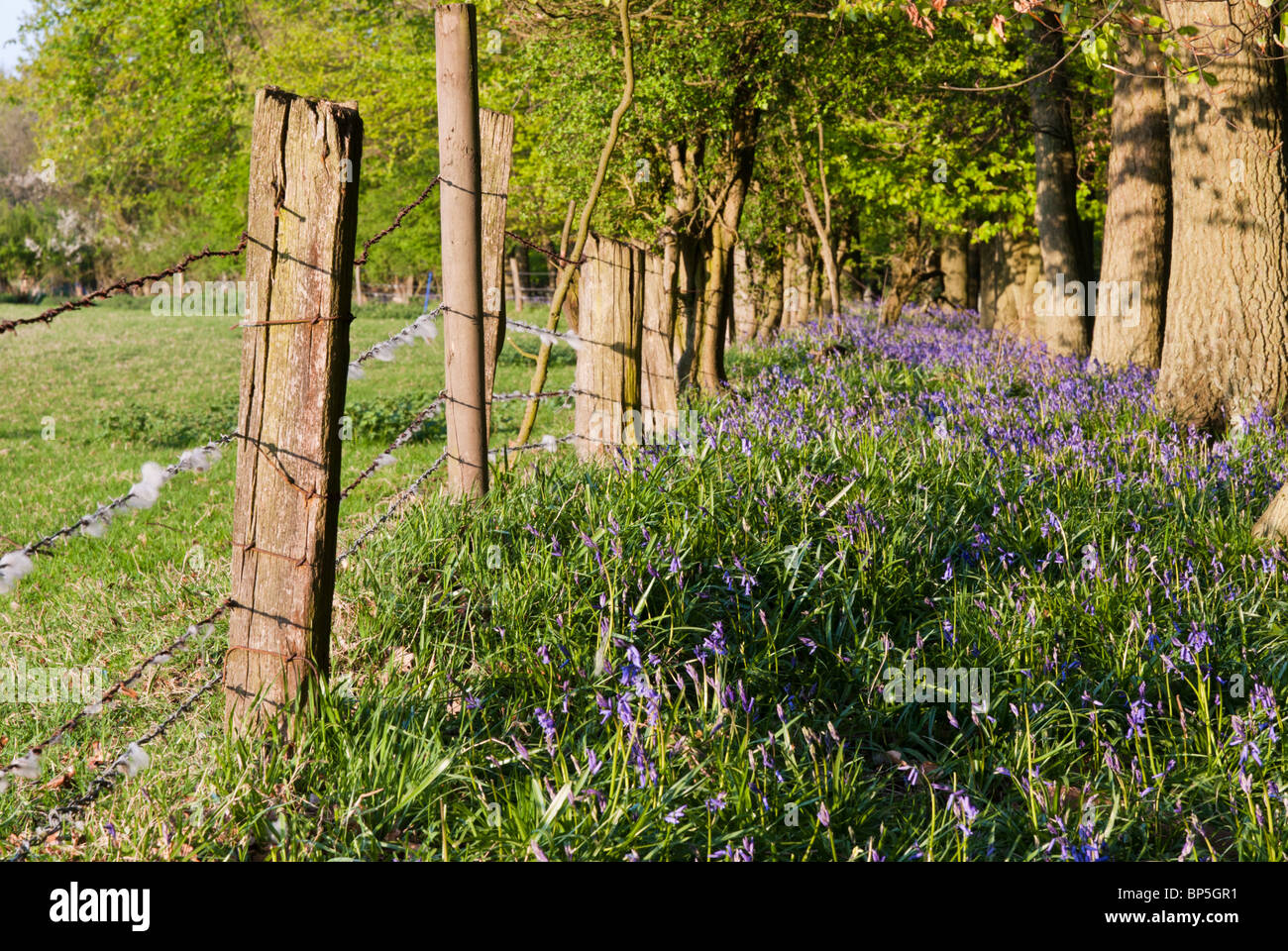 Bluebell Woods in Hertfordshire Stock Photo