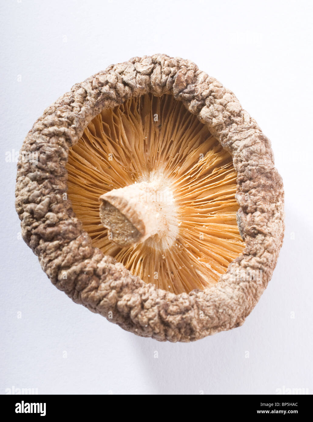 Chinese mushrooms hires stock photography and images Alamy