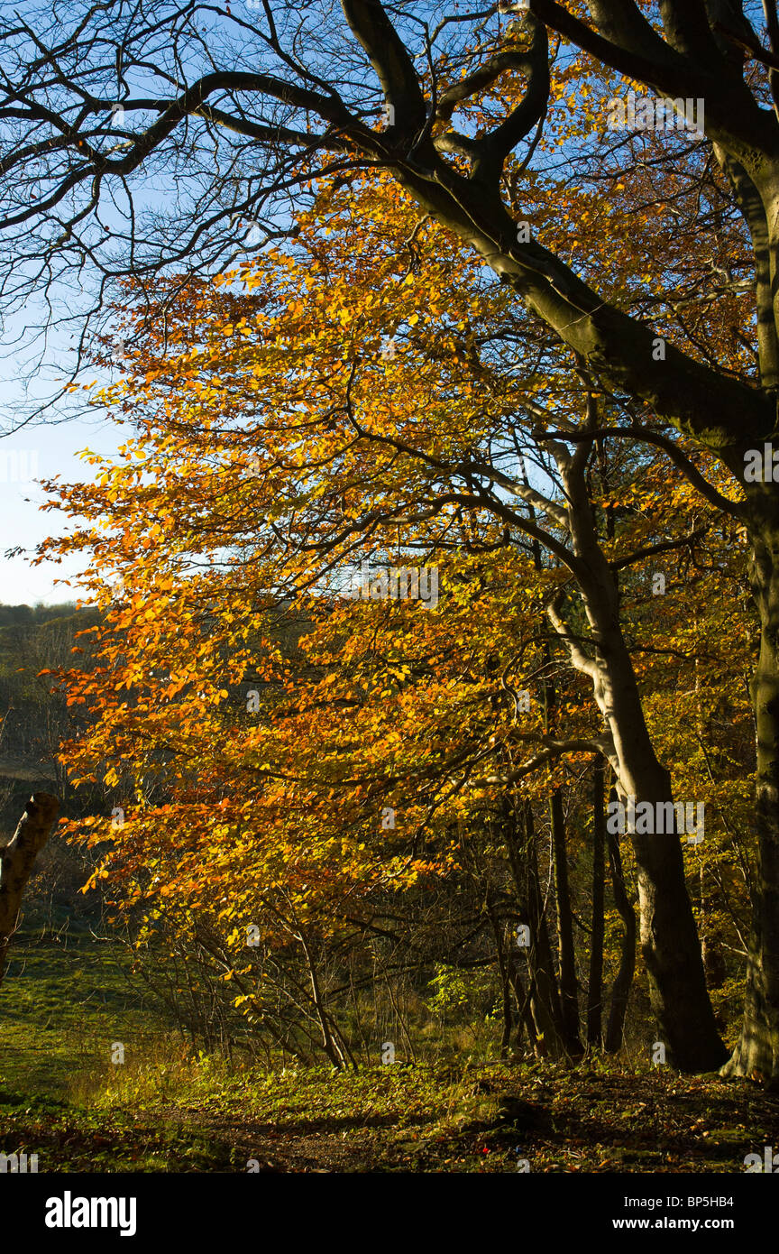 Autumn colours at the Black Rocks of Cromford Country Park, Derwent Valley, Derbyshire, England, UK Stock Photo