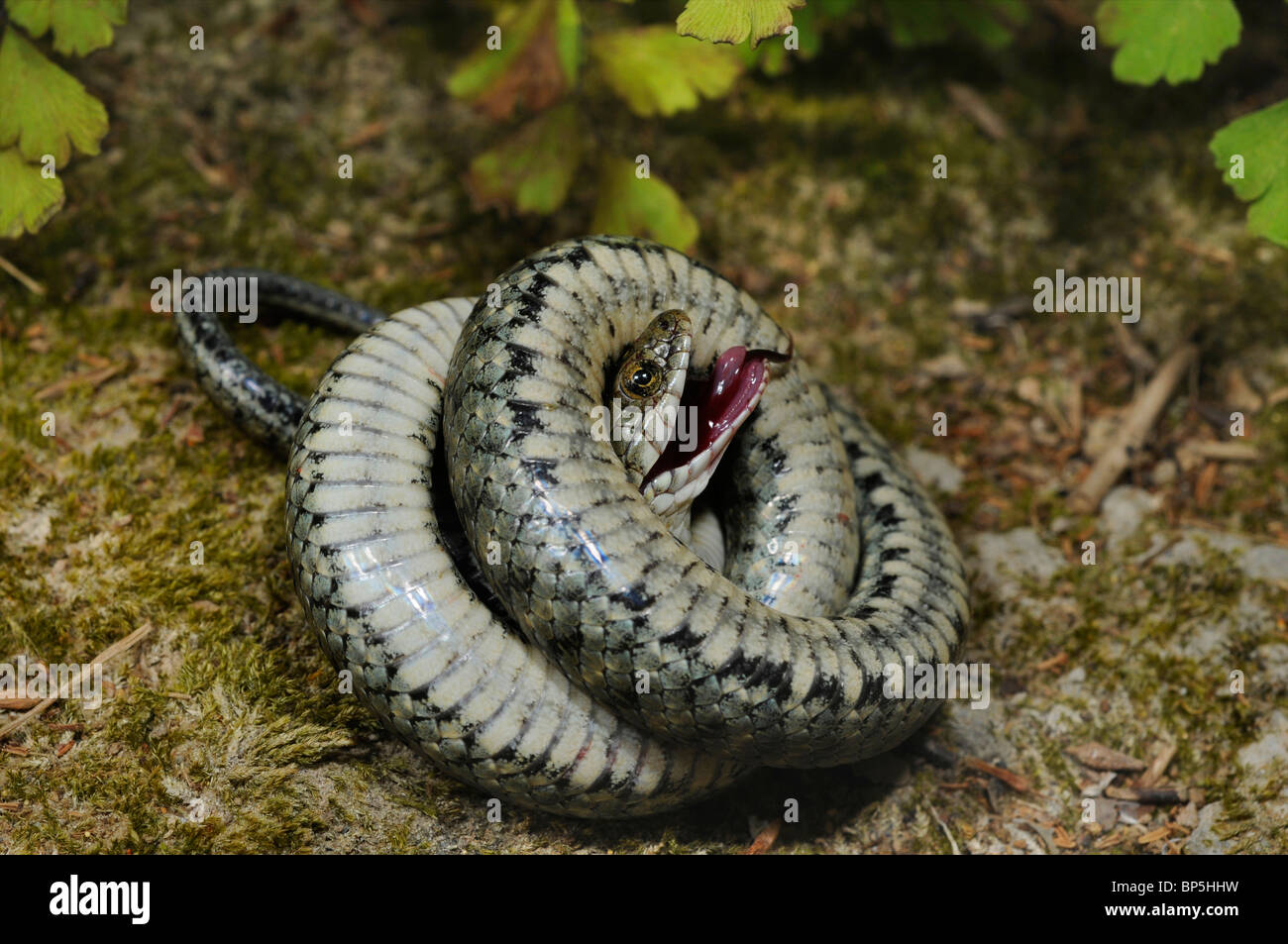 dice snake (Natrix tessellata), feigning death, Greece, Creta, Greece Stock Photo