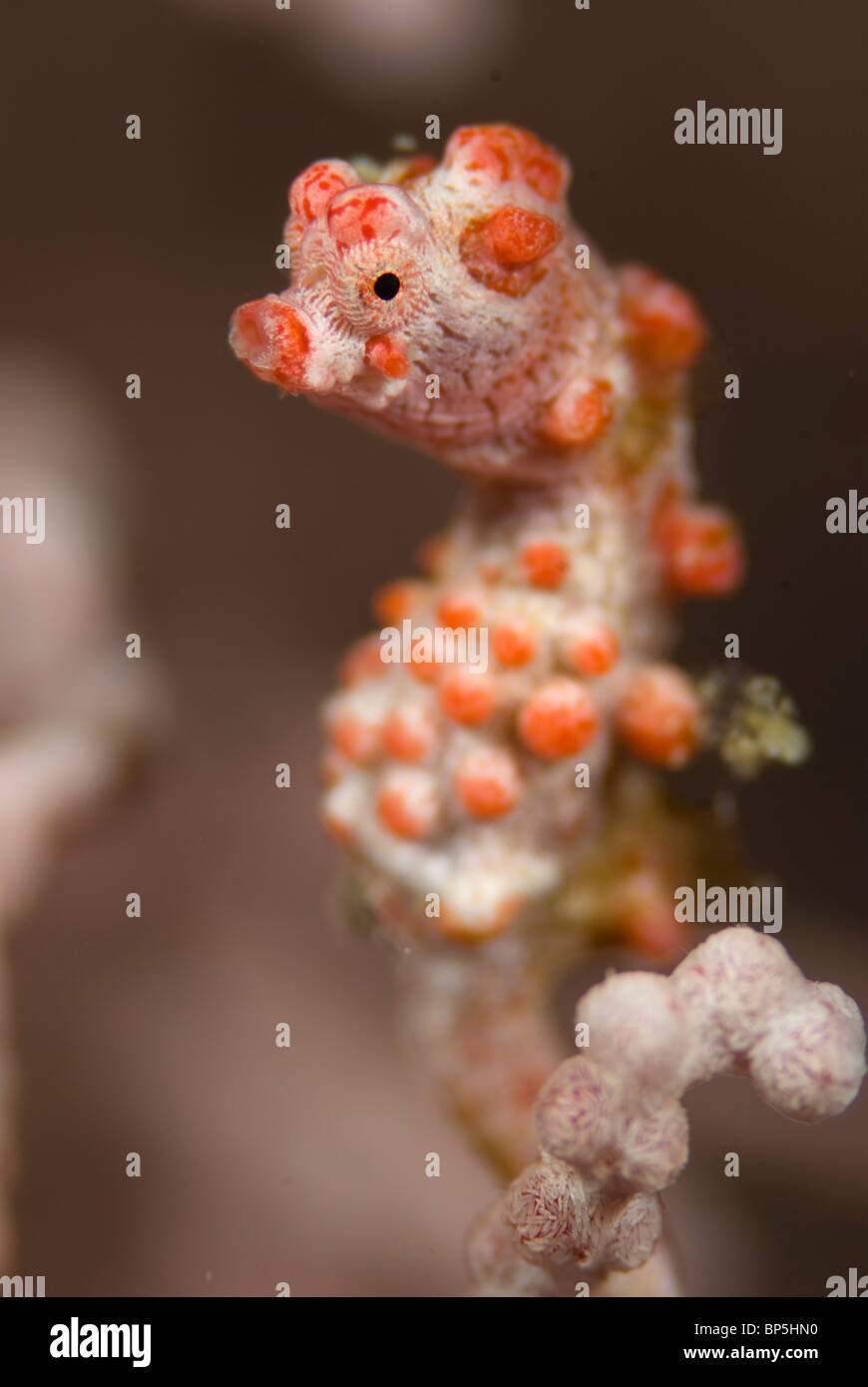 Pygmy seahorse, Hippocampus bargibanti, on gorgonian coral on reef around Seaventures dive site, Mabul, Cellebes sea, Malaysia. Stock Photo