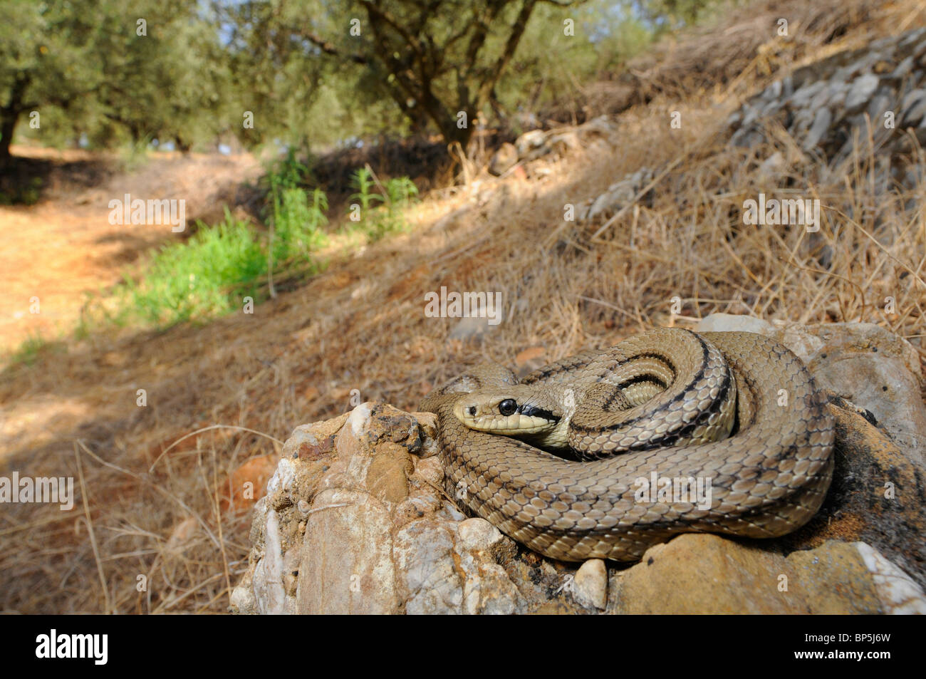 four-lined snake, yellow rat snake (Elaphe quatuorlineata), individual in an olive grove, Greece, Peloponnes, Messinien Stock Photo