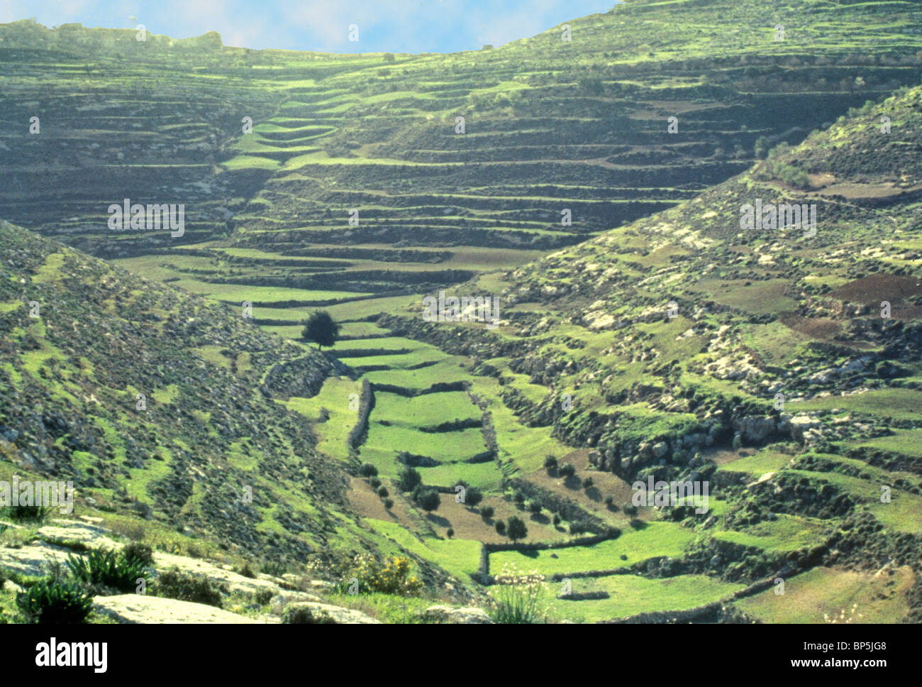 3902. TERRACE AGRICULTURE IN THE ROCKY HILLS OF JUDEA Stock Photo
