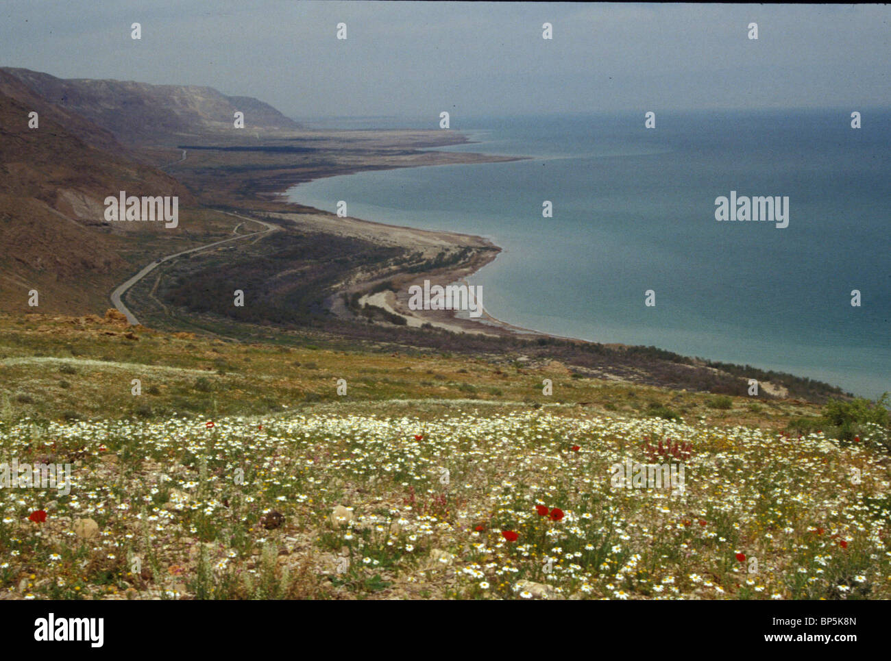 4906 .WESTERN SHORES OF THE DEAD SEA ARE COVERED WITH FLOWERS AFTER AN UNUSUALLY RAINY YEAR Stock Photo