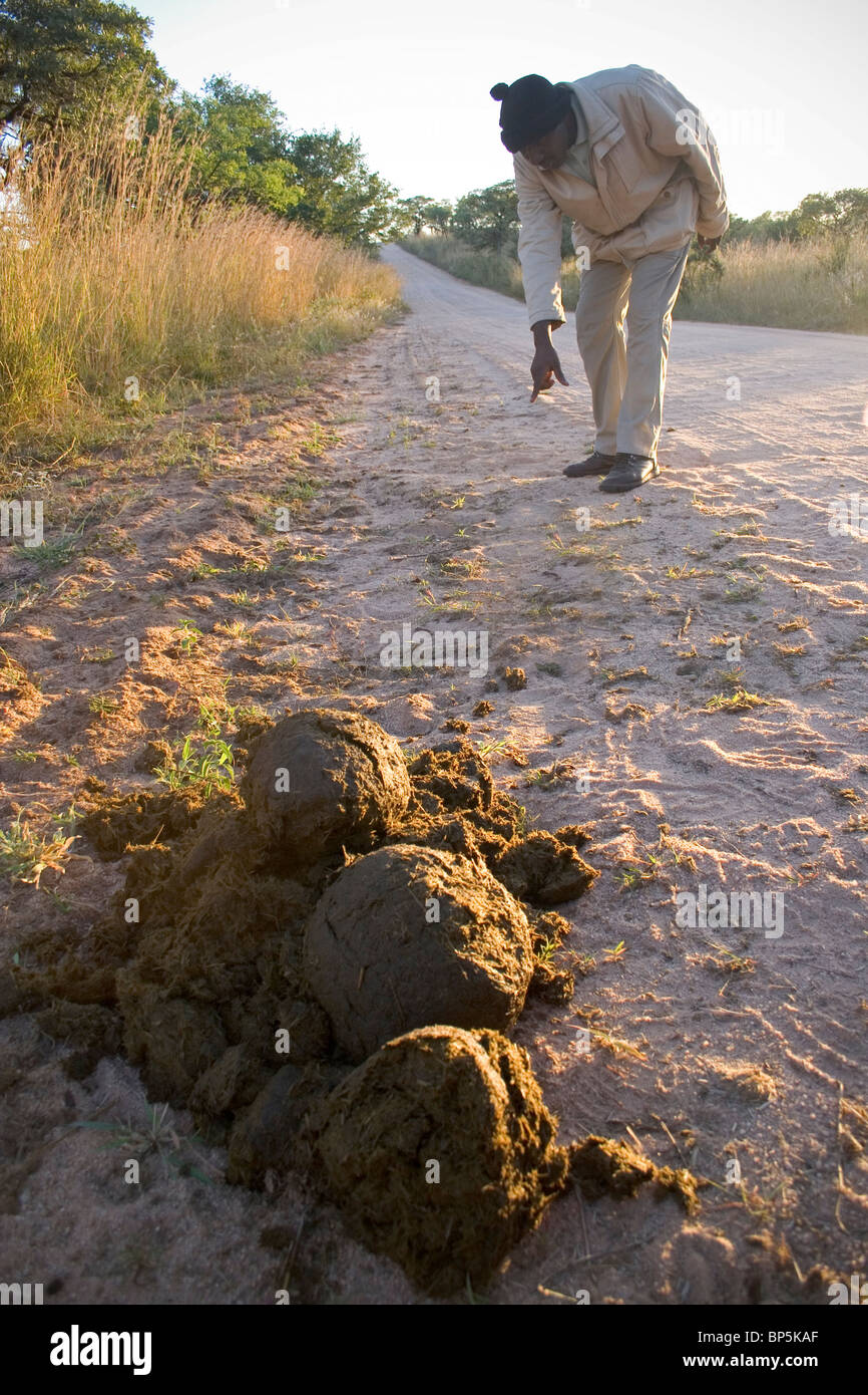 Rhino dung with local guide looking for Rhino tracks in sand, Kruger  National Park, South Africa Stock Photo - Alamy