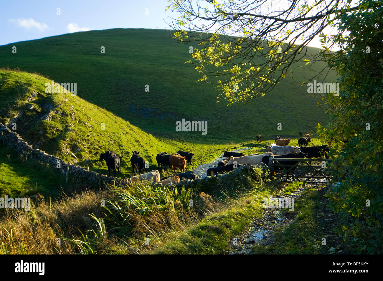 Cows grazing in the Manifold Valley, Peak District, Derbyshire, England
