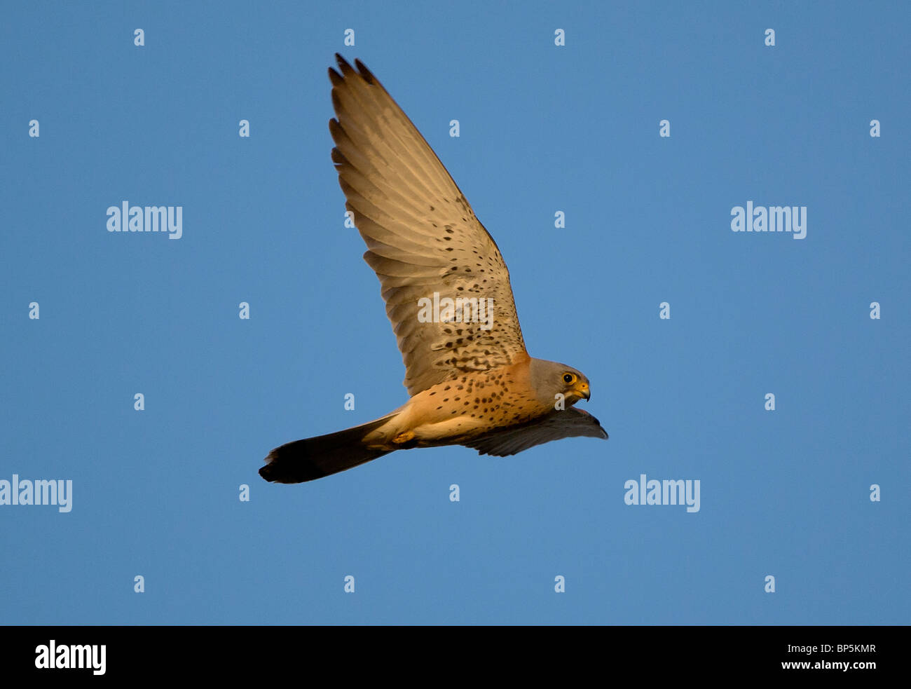Male Lesser Kestrel Falco naumanni carrying food  Tarifa Spain Stock Photo