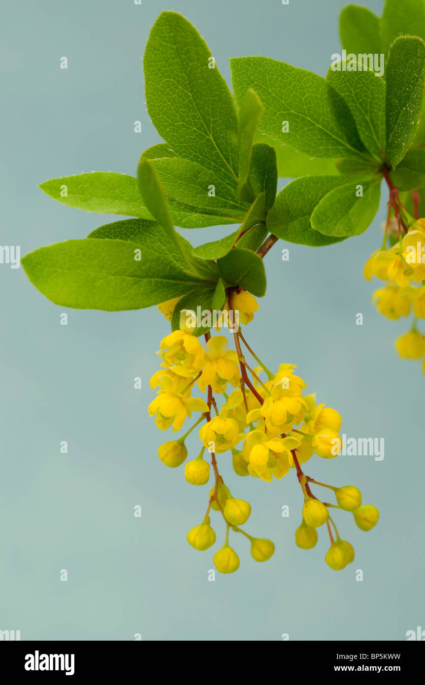 Ornamental Evergreen Berberis Stock Photos Ornamental Evergreen