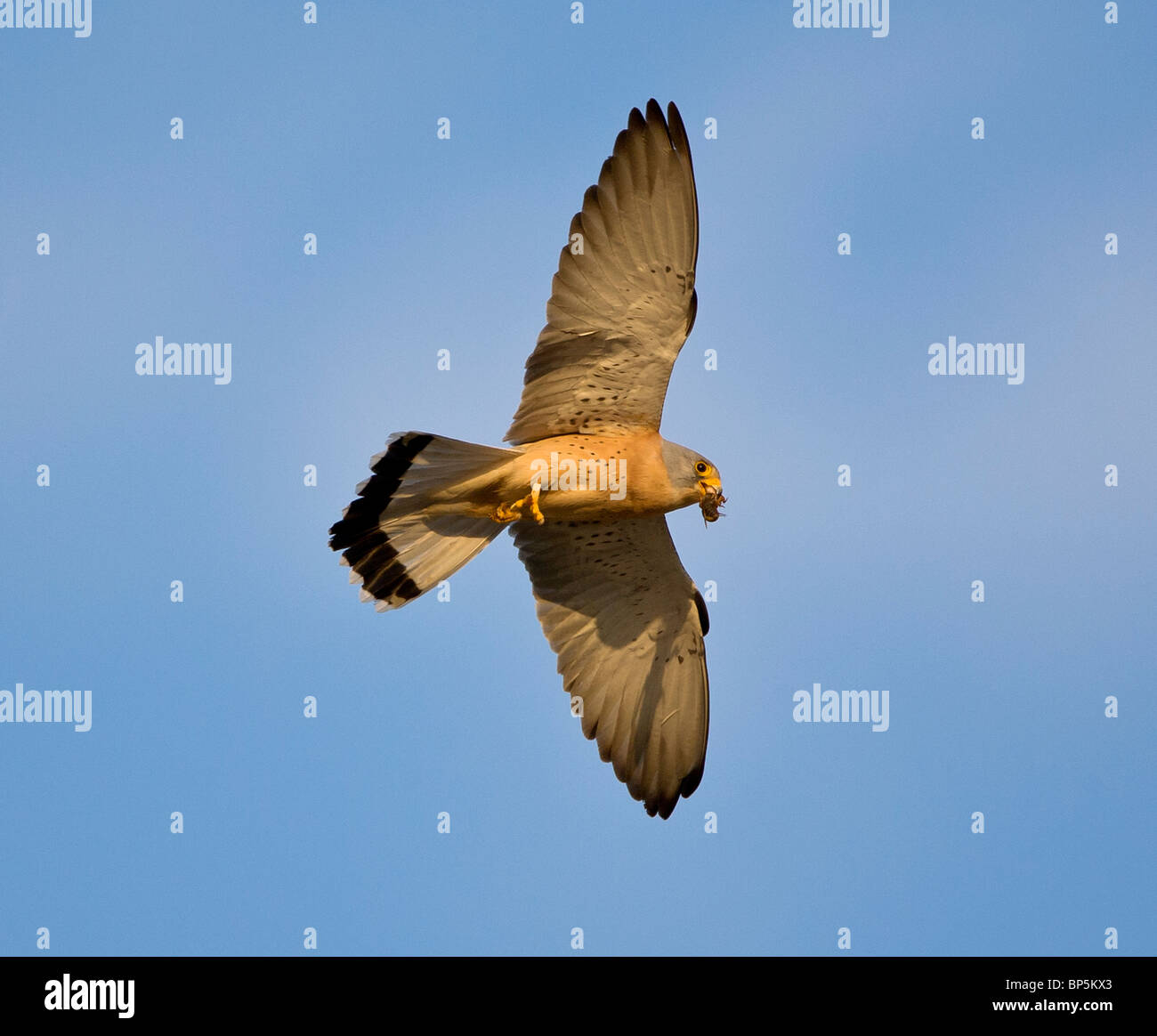 Male Lesser Kestrel Falco naumanni carrying food  Tarifa Spain Stock Photo