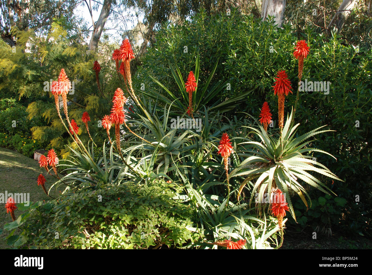 Aloe Arborescens Variegata, Sitio de Calahonda, Mijas Costa, Costa del Sol, Malaga Province, Andalucia, Spain, Western Europe. Stock Photo