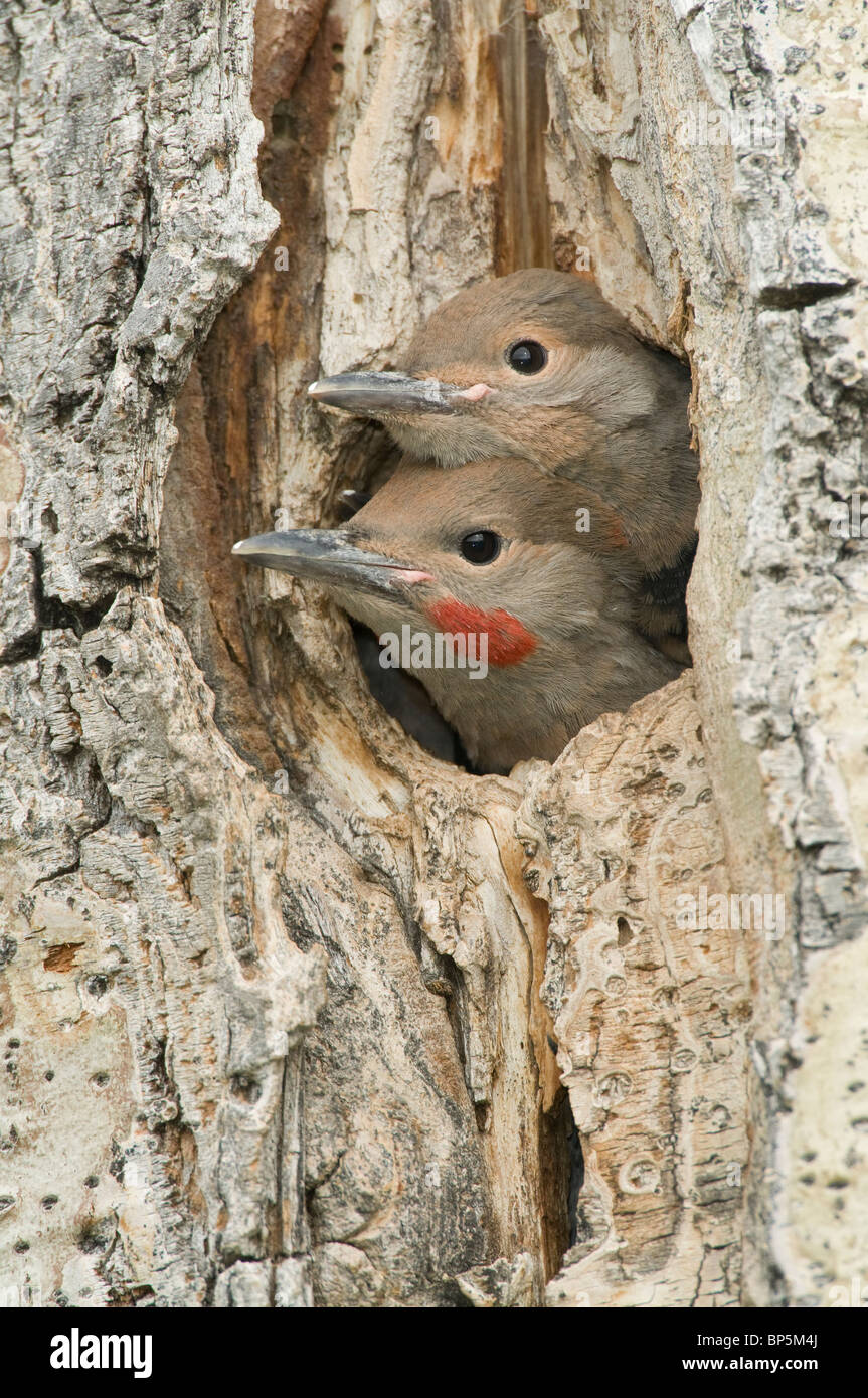 Red-shafted Flicker chick and adult peering out of their nesting cavity Aspen tree Colaptes auratus British Columbia Canada Stock Photo
