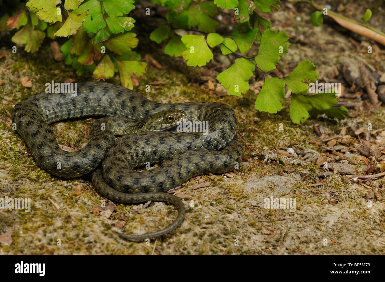 dice snake (Natrix tessellata), single individual, Greece, Creta, Greece Stock Photo