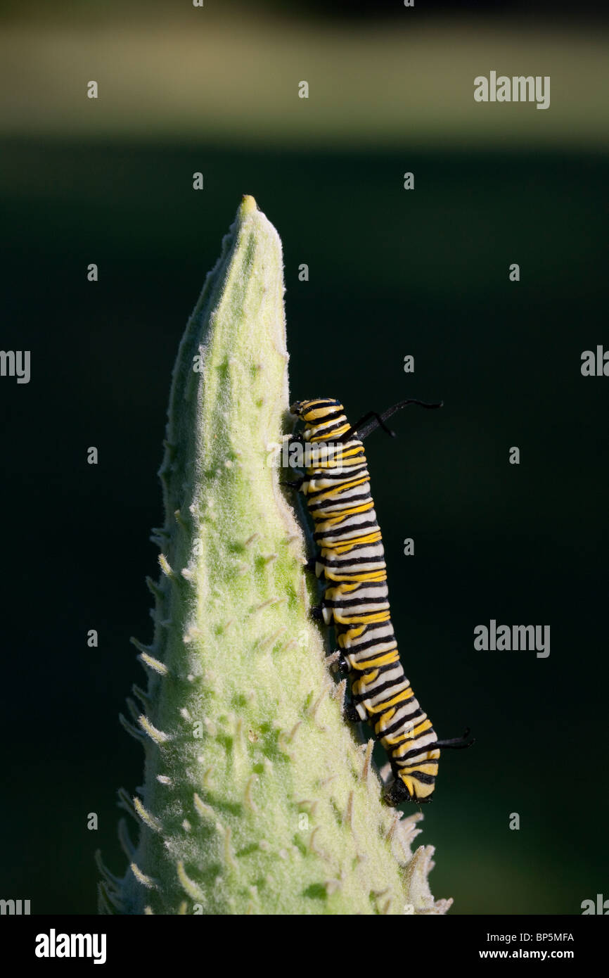 Monarch Butterfly caterpillar Danaus plexippus feeding on Common ...