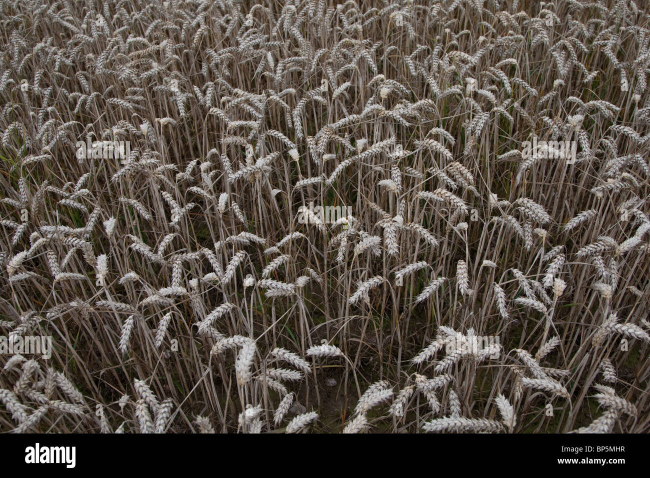 Wheat in a Shropshire Field Stock Photo