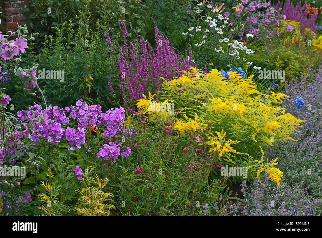 colourful country patch of summer garden flowers Solidago, goldenrods Stock Photo