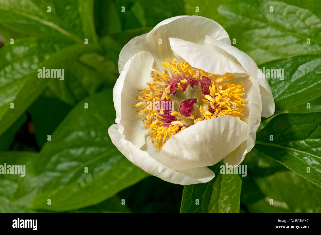 Wittmanns Peony (Paeonia wittmanniana), flower. Stock Photo