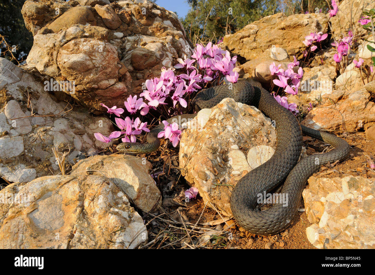 Montpellier snake (Malpolon insignitus, Malpolon monspessulanus insignitus), creeping between Greek Sowbread (Cyclamen graecum) Stock Photo