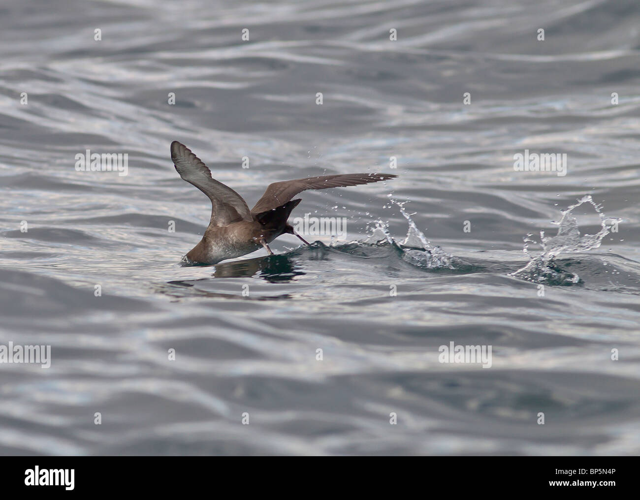 Balearic Shearwater Puffinus mauretanicus searching for food in sea Dorset UK Stock Photo