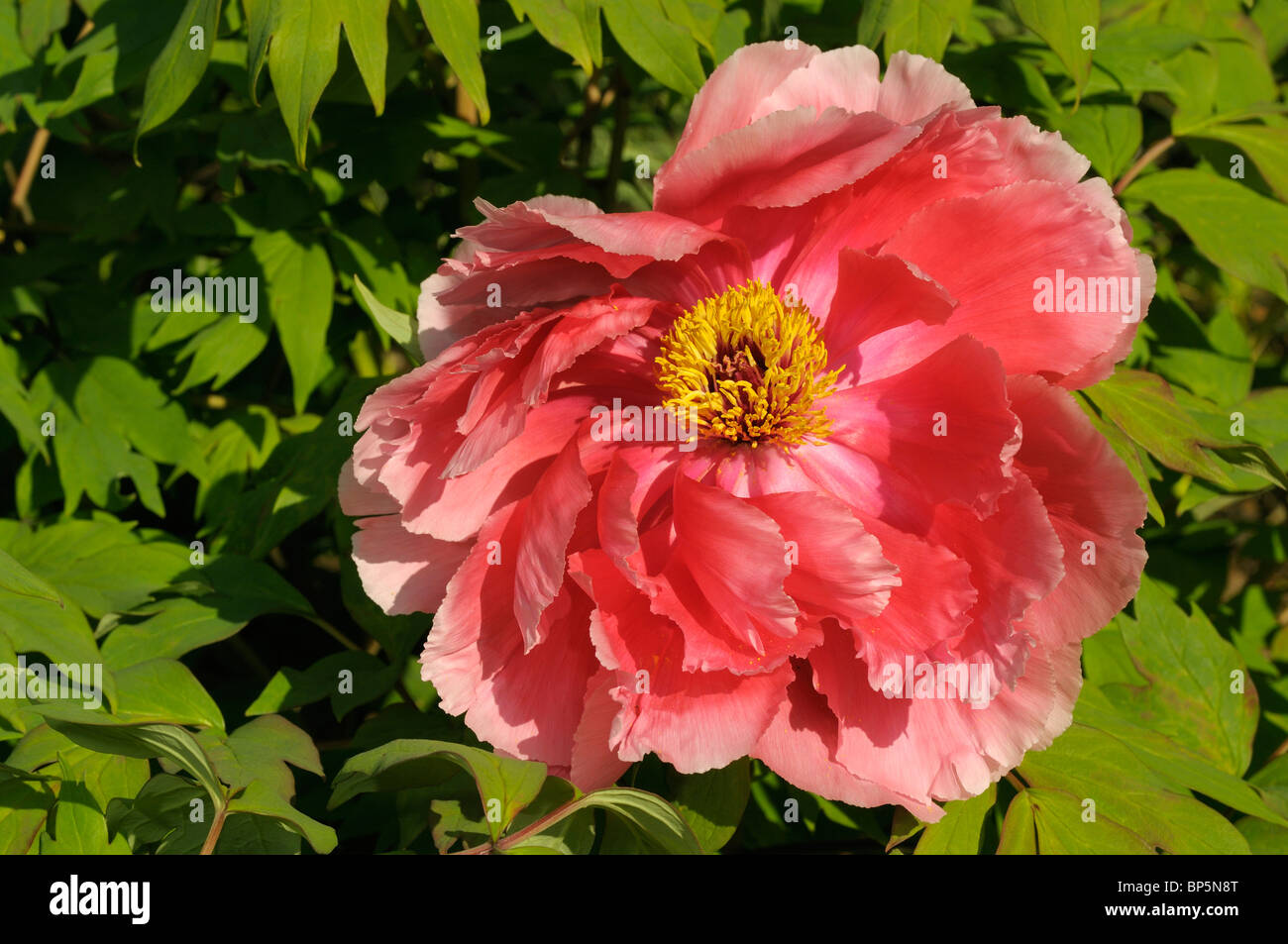 Visit My Garden Tree Peony Shan Hu Tai In 2016